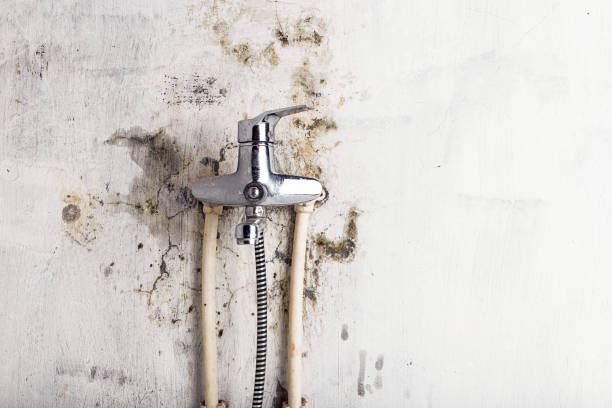 Best Mold Testing and Removal  in Olcott, NY