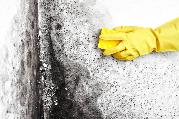 Best Mold Testing  in Olcott, NY