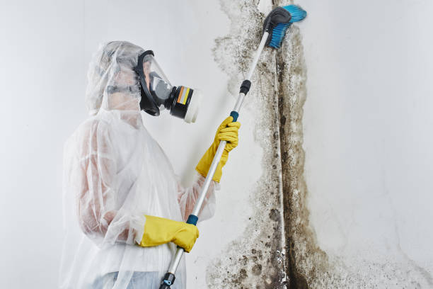 Best Fast Mold Removal  in Olcott, NY