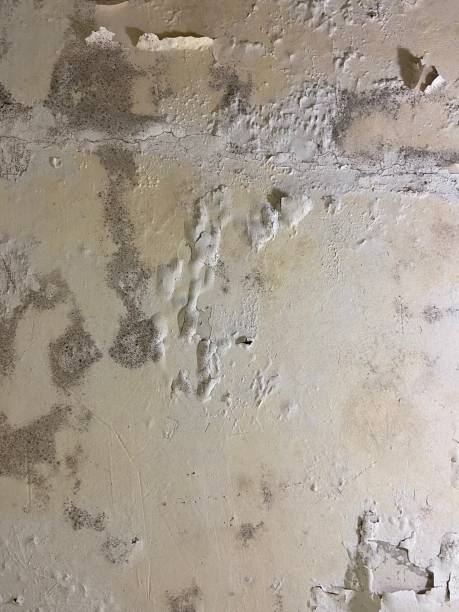 Best Fast Mold Removal  in Olcott, NY