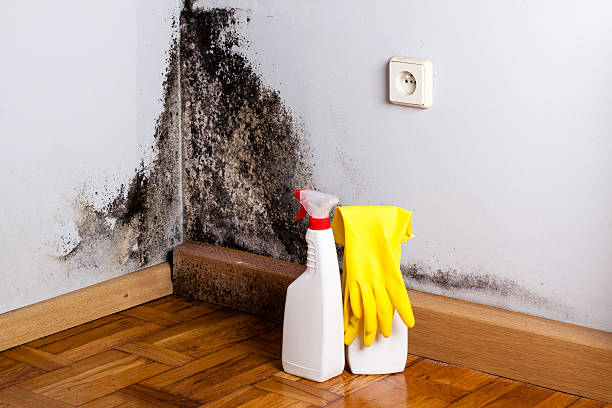 Best Commercial Mold Removal  in Olcott, NY